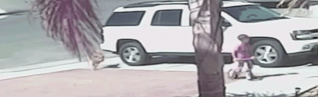 cat-saves-boy.gif