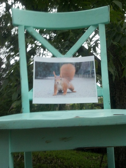 squirrel-empty-chair1.jpg