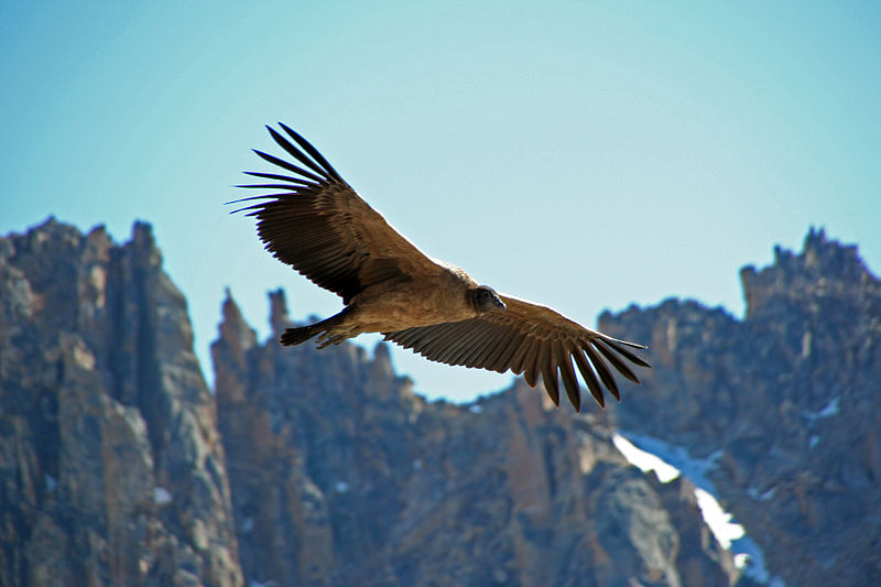 Andean+Condor+-+Vultur+gryphus+02.jpg