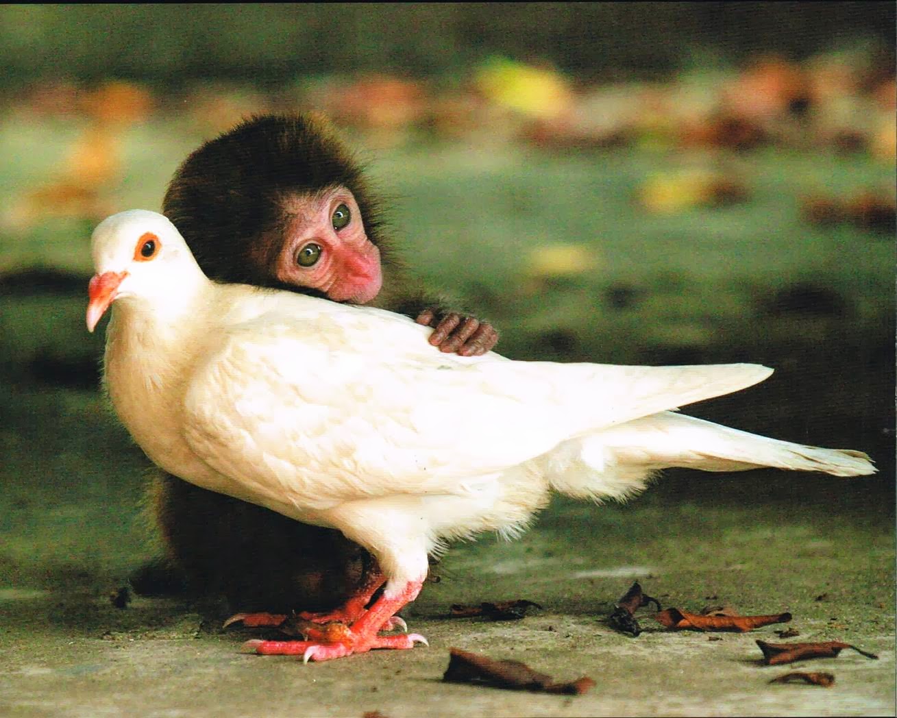 Friends+-+bird+and+monkey.jpg