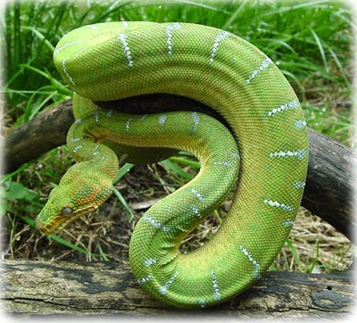 Green-Beautiful-Emerald-Tree-Boa-snake%2B%25288%2529.jpg