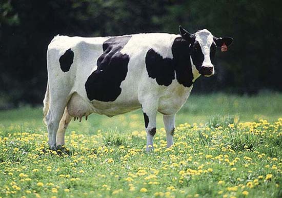 dairy-cow.jpg