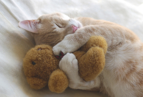 cat-teddy-hug1.jpg