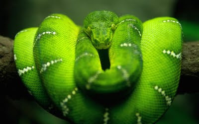 Colorful-Snakes+%287%29.jpg