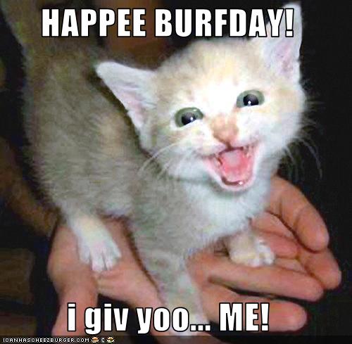 funny-pictures-kitten-is-your-birthday-present.jpg
