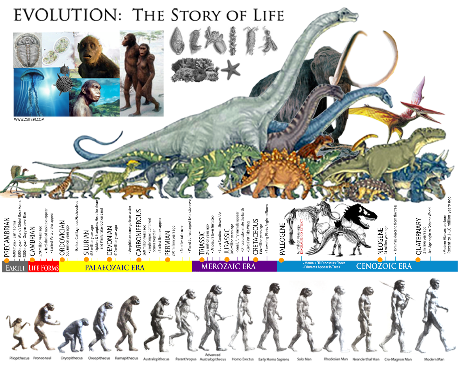 Timeline+-+Evolution+of+Life.png