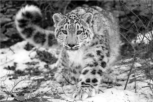 Snow-Leopard.jpg