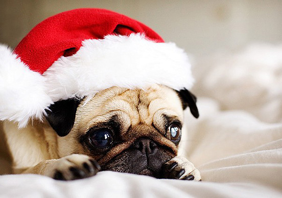 Christmas+Dog.jpg