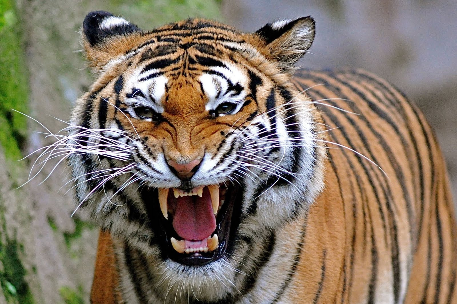 Angry-Tiger-Face-Picture-5.jpeg