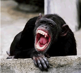 angry+chimp.gif