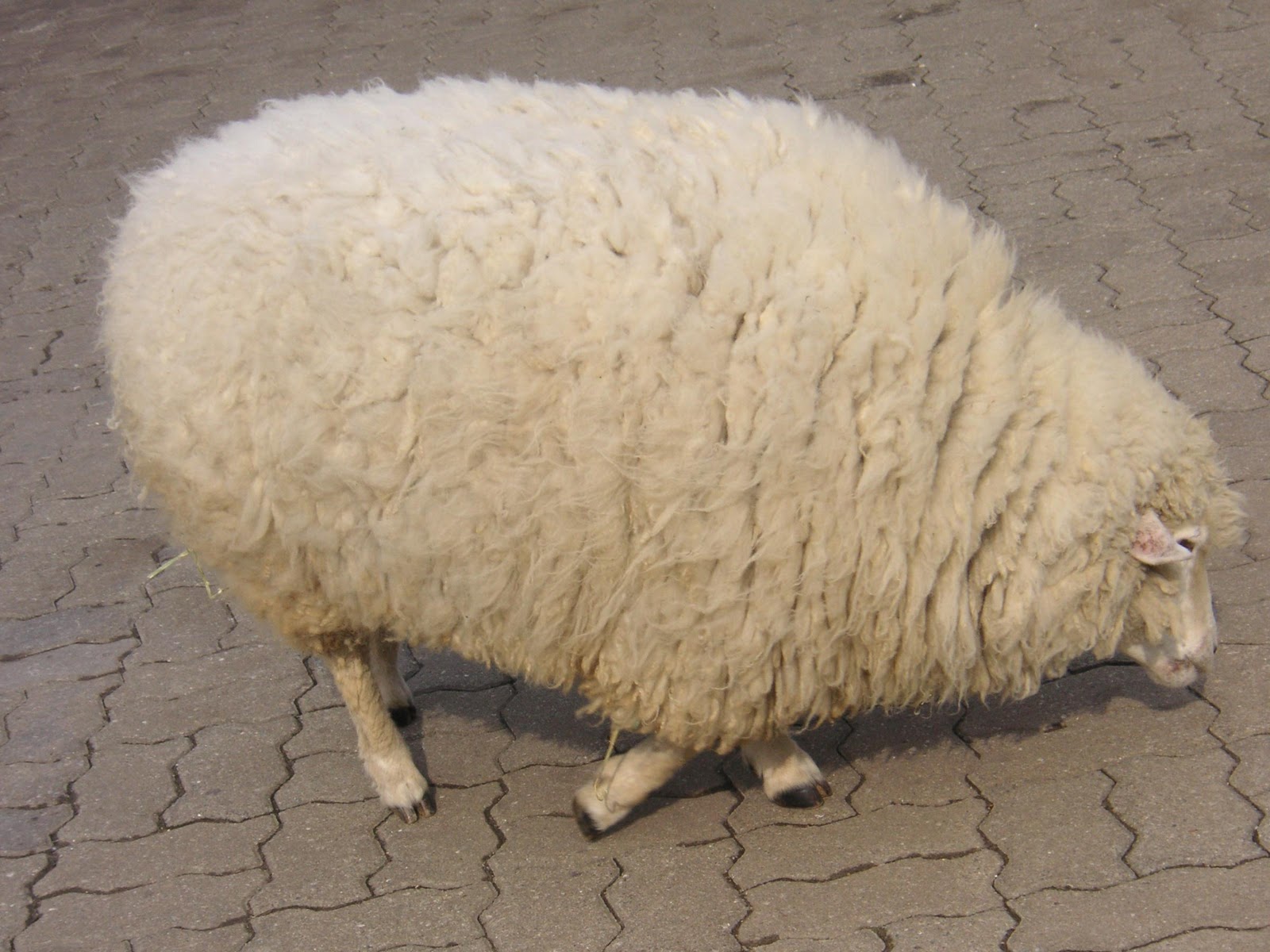 fat+sheep.jpg