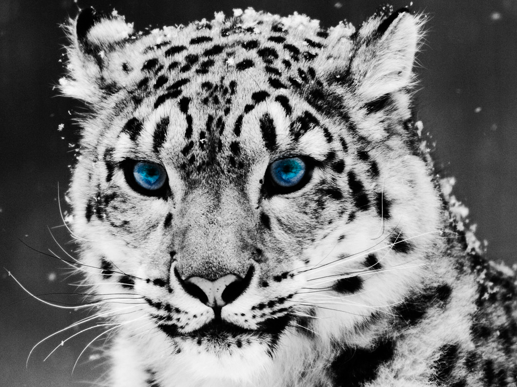 nature-snow-leopard.png
