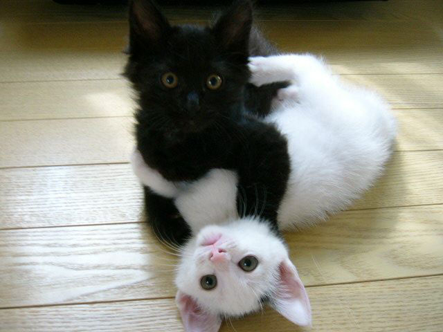 funny-seo-white-hat-black-hat-cats-kittens.jpg