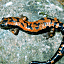 mn-salamander11__0499782148_t.gif