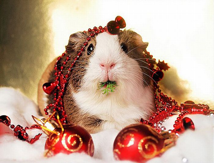 Funny+Christmas+Animal.jpg