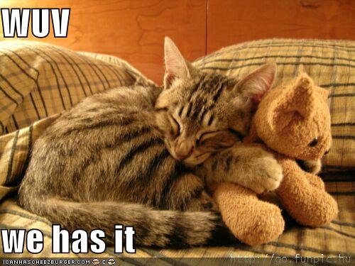 funny-pictures-cat-hugs-stuffed-bear.jpg