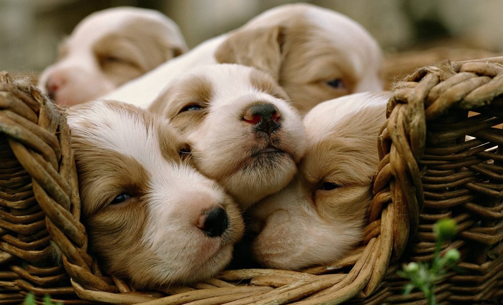 Five+Darling+puppies+inside+a+basket+5+stars+phistars+worthy.jpg