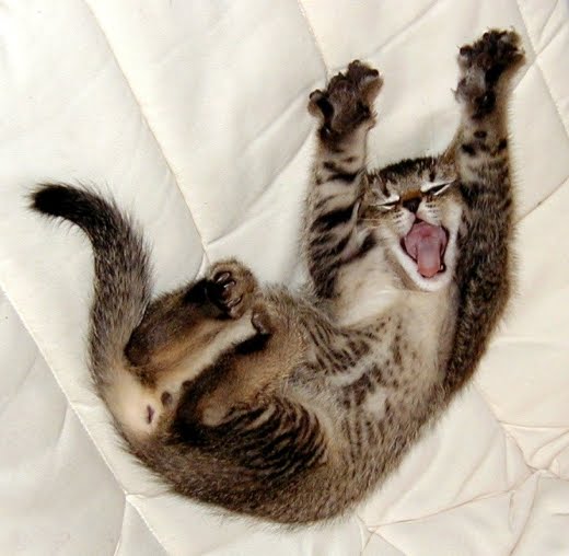 Yawning-cat2.jpg