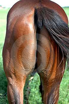 horses-ass1.jpg