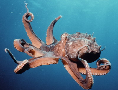octopus_1.jpg