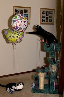 cat-happy-birthday-03.jpg