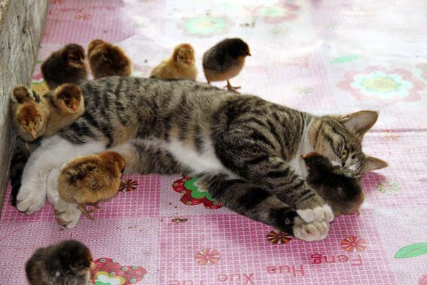 03+cat+and+chicks+friendship.jpg