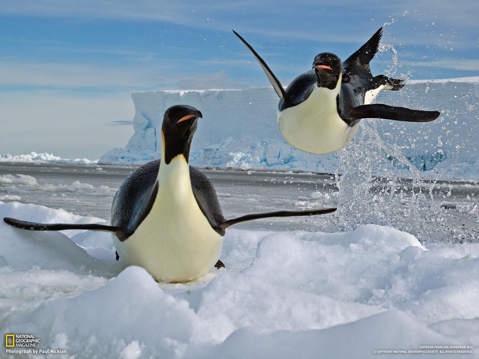 Emperor-Penguins.jpg