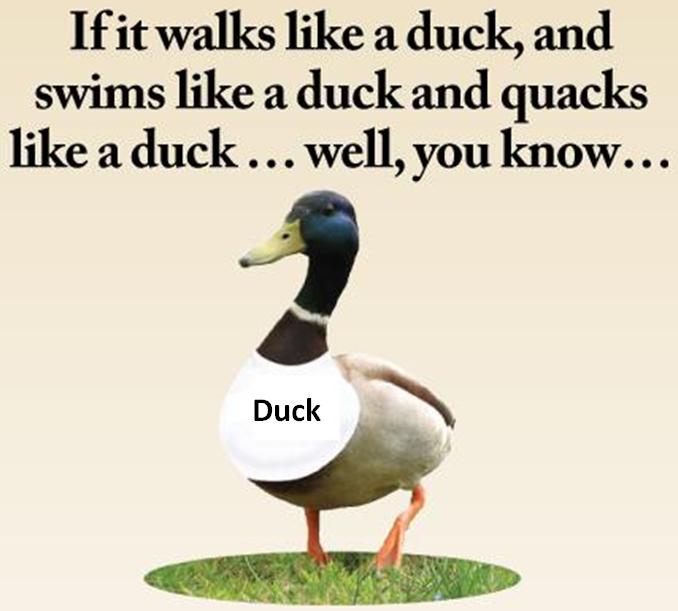 walks+like+a+duck.JPG
