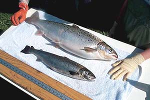 p2-sutton-salmon-future-fish300-200.jpg