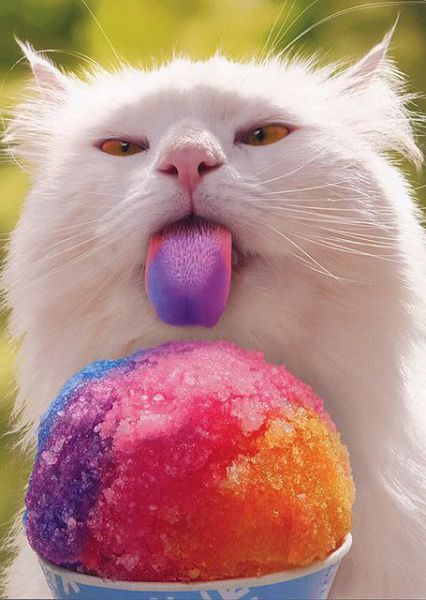 cat-eating-funny-icecream-funny-cat-pics-amazinganimalphotosdotcom.jpg