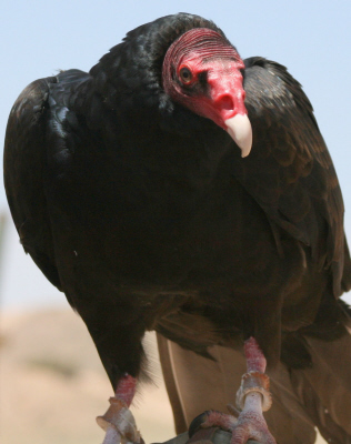 turkey-vulture2.jpg