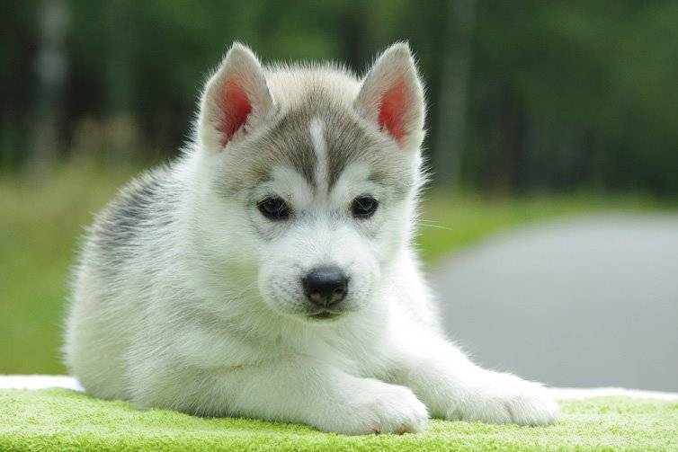 Alaskan-Malamute-puppy.jpg