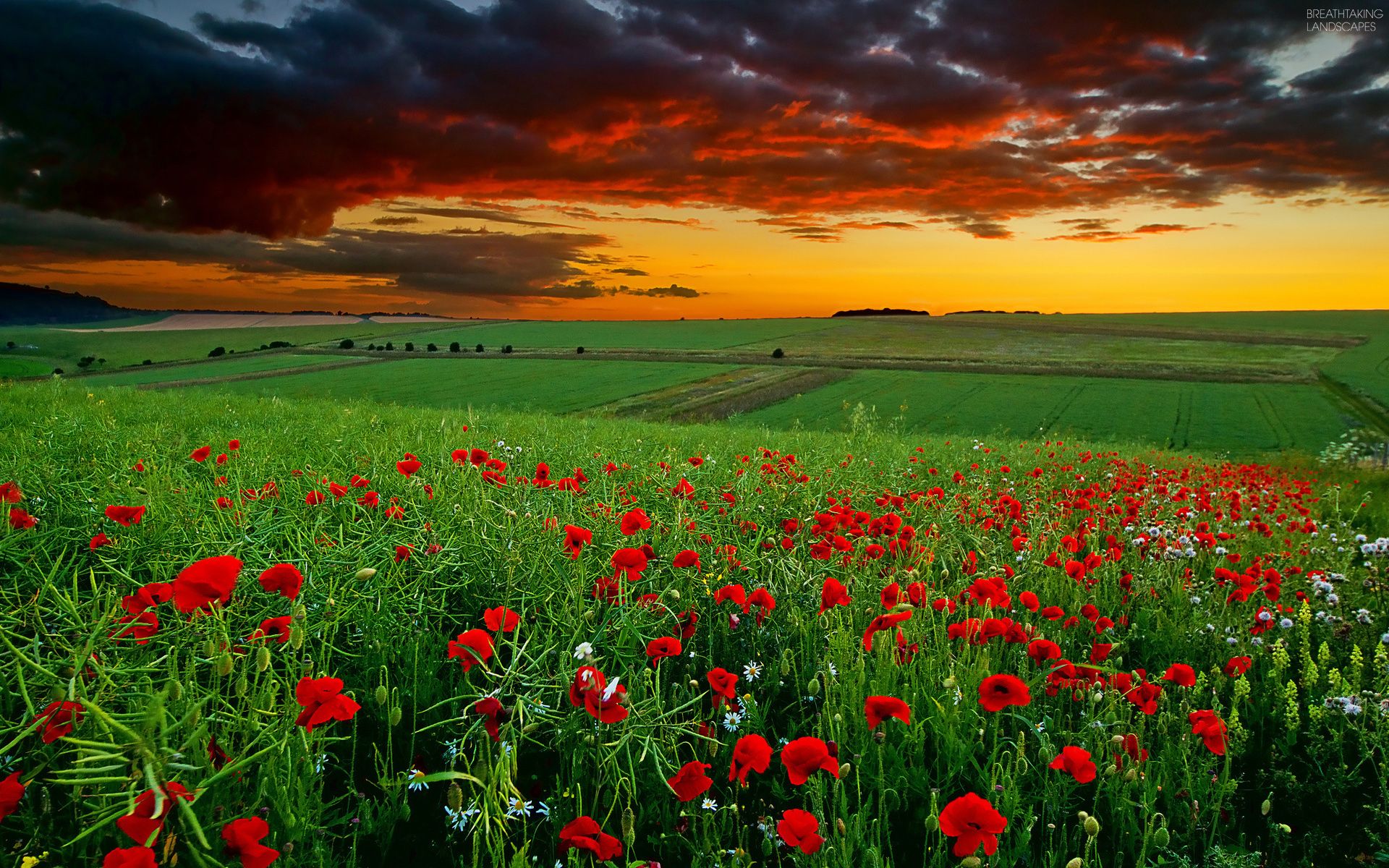 breathtaking-landscapes-08-wallpaper-poppy-field-at-sunset-2.jpg