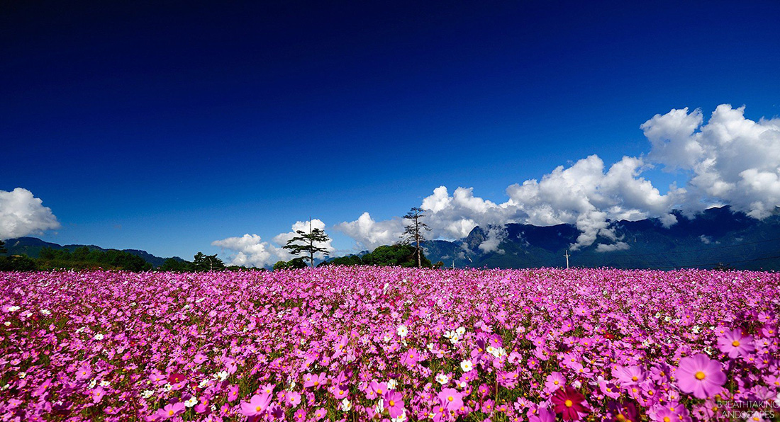a_field_of_flowers-amazing_nature_photography-wallpaper-breathtaking-landscape-152_1.jpg