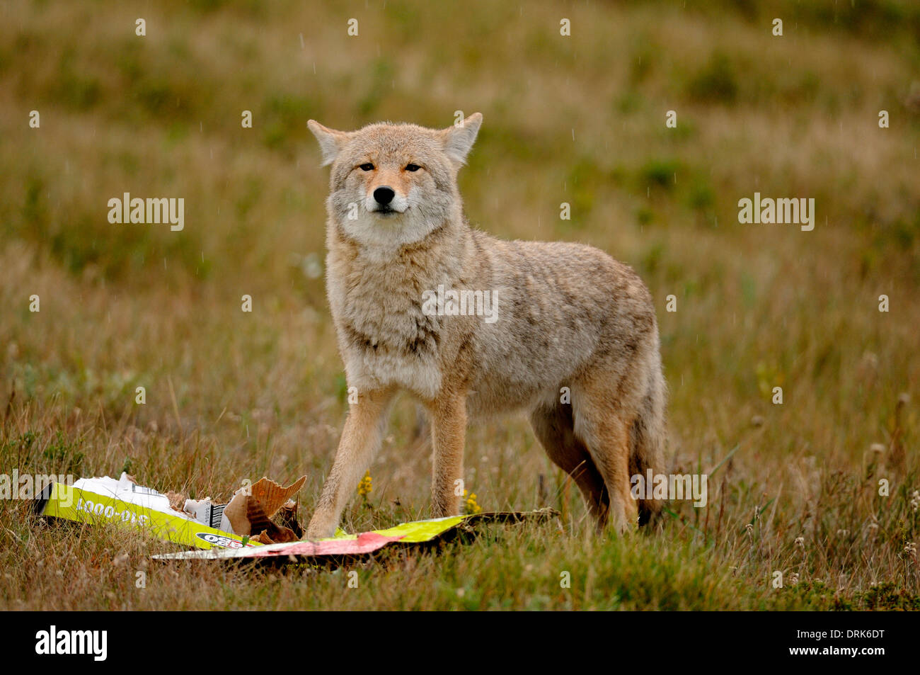 coyote-canis-latrans-standing-next-to-a-pizza-box-yellowstone-national-DRK6DT.jpg