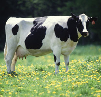 dairycow2.png