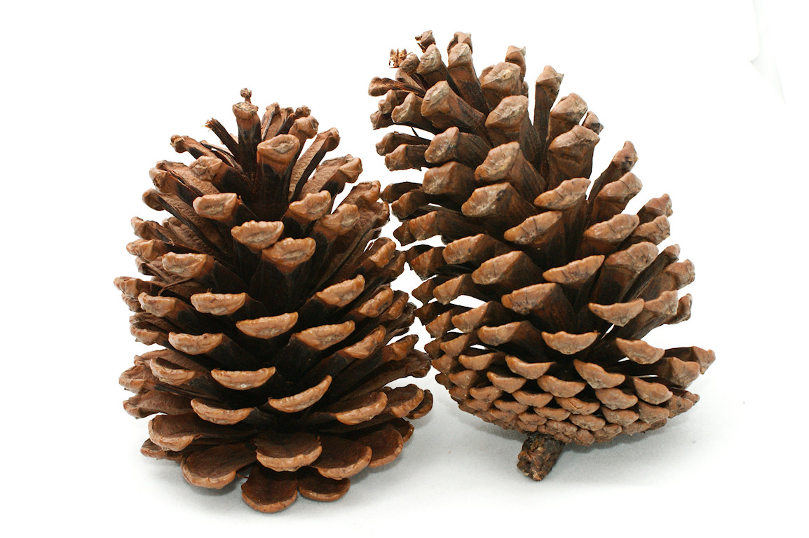 pine-cones.jpg