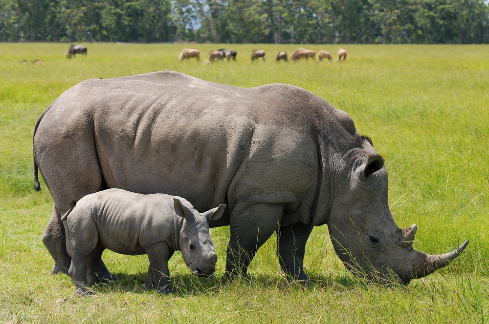 rhino-with-baby.jpg