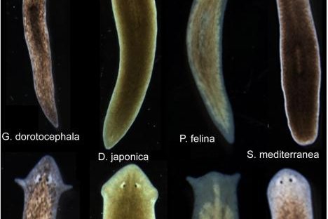 Scientists-induce-flatworms-to-grow-head-brains-of-other-species.jpg