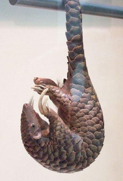 China-seizes-34-tons-of-illegal-pangolin-scales.jpg