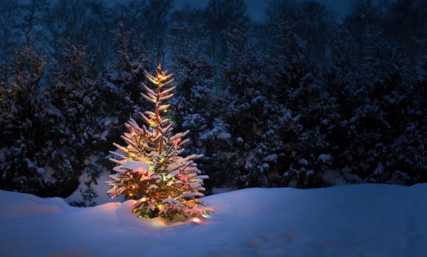 160662-850x513r1-christmas-tree-in-snow.jpg