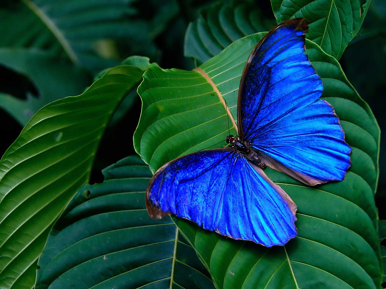 tropics_butterfly.jpg