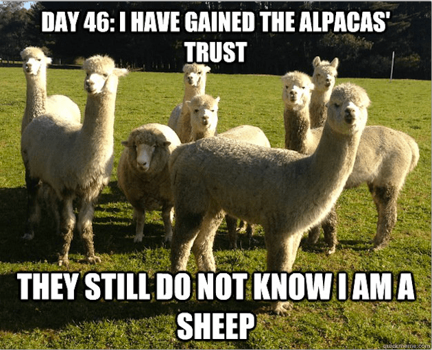 undercover-sheep-meme.png