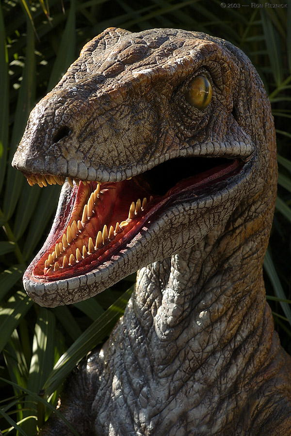 velociraptor003.jpg