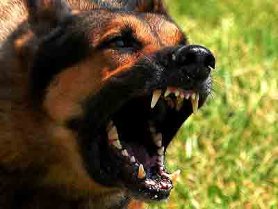 angry-dog.jpg