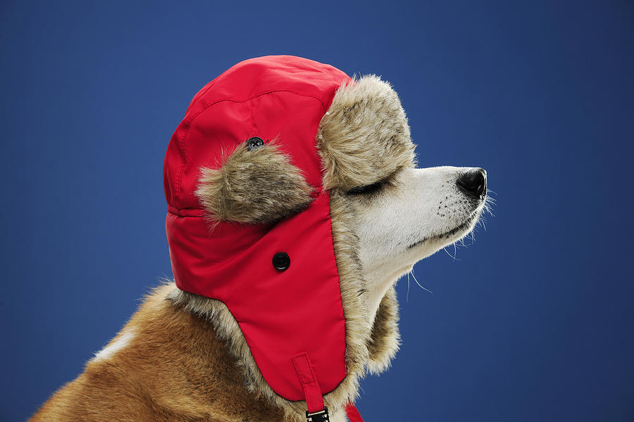 Dog-Winter-Hat-1.jpg