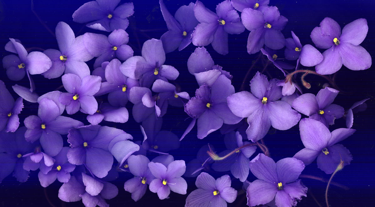 violet_scan1x1200.jpg