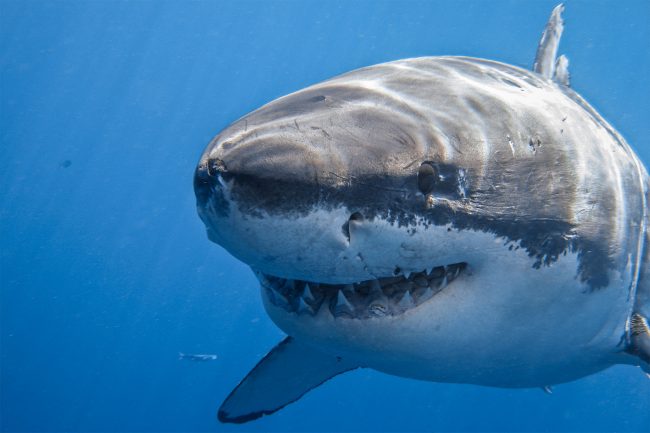 great-white-shark-smile-cal-ripfin-e1530047056118.jpg