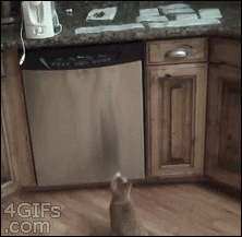 Cat-counter-sticky-paper-trap.gif