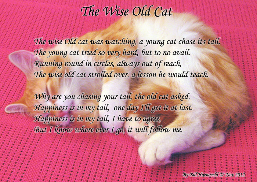 2012112782546_the-wise-old-cat.jpg
